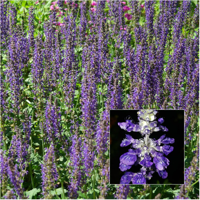salvia purple flower